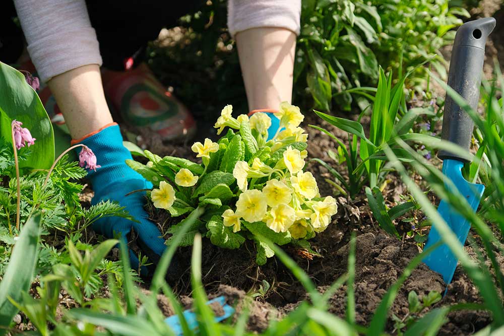 lady planting flowers into the soil on the ground