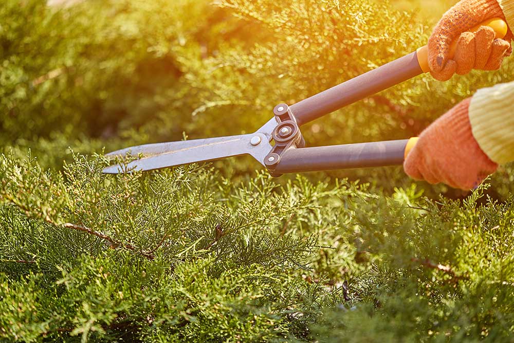 winter garden pruning australia