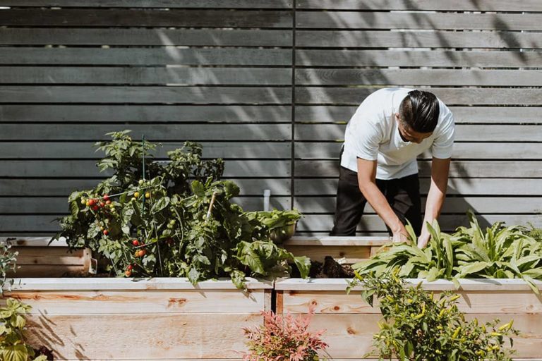 Garden Renovation Guide Planning, Doing and the Clean Up